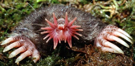 weirdest animal star-nosed mole